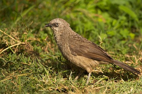 Black-lored babbler